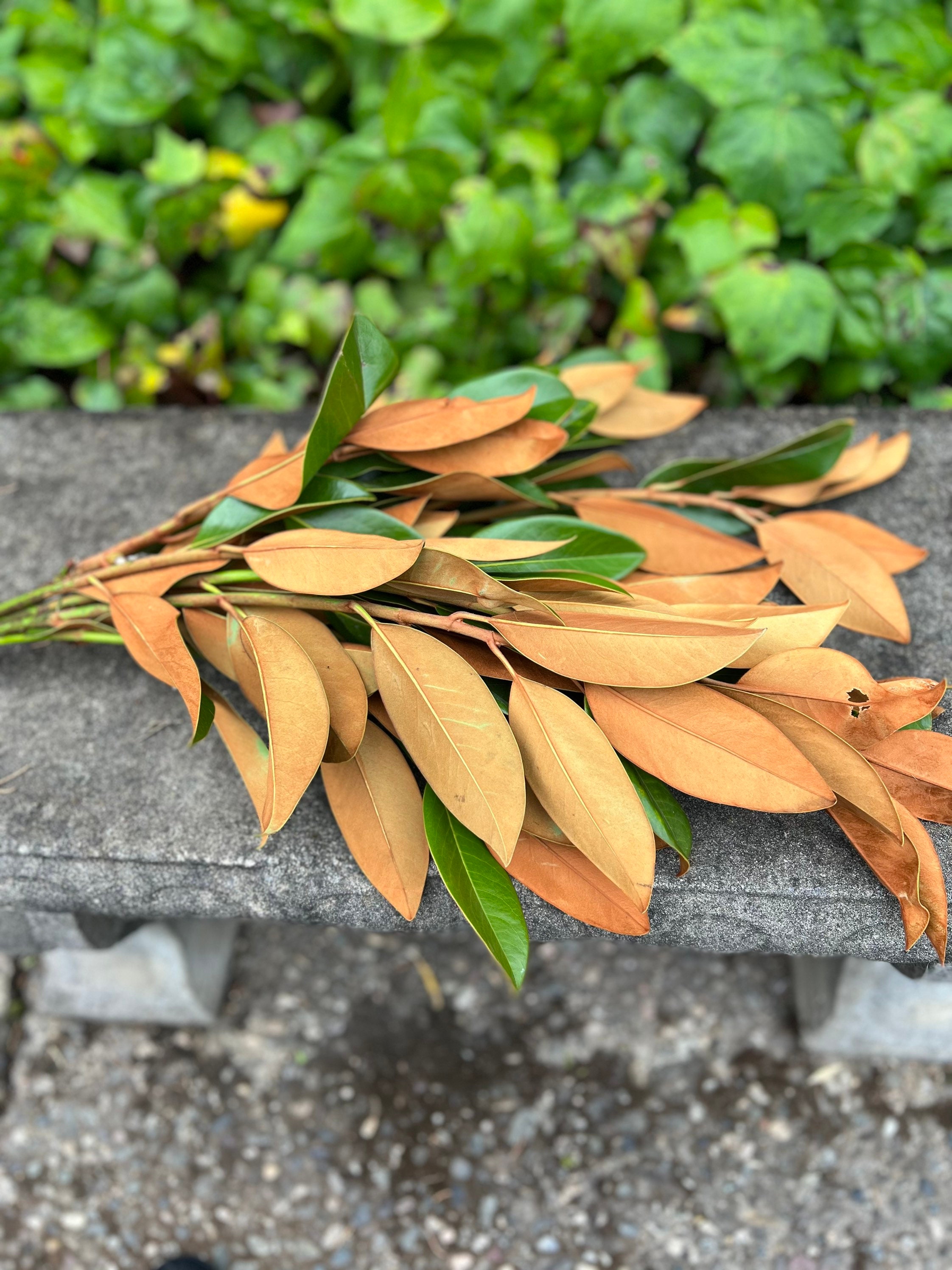 Fresh Magnolia Leaves Bunch - Thumbnail 2