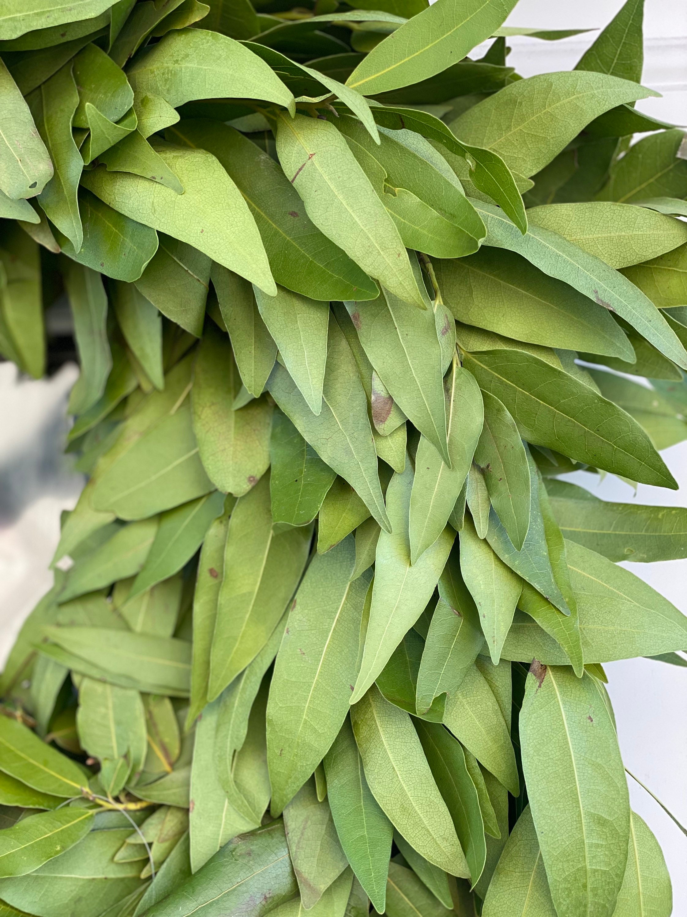 Fresh and Fragrant Handmade Bay Leaf Greenery Wreath - Thumbnail 3