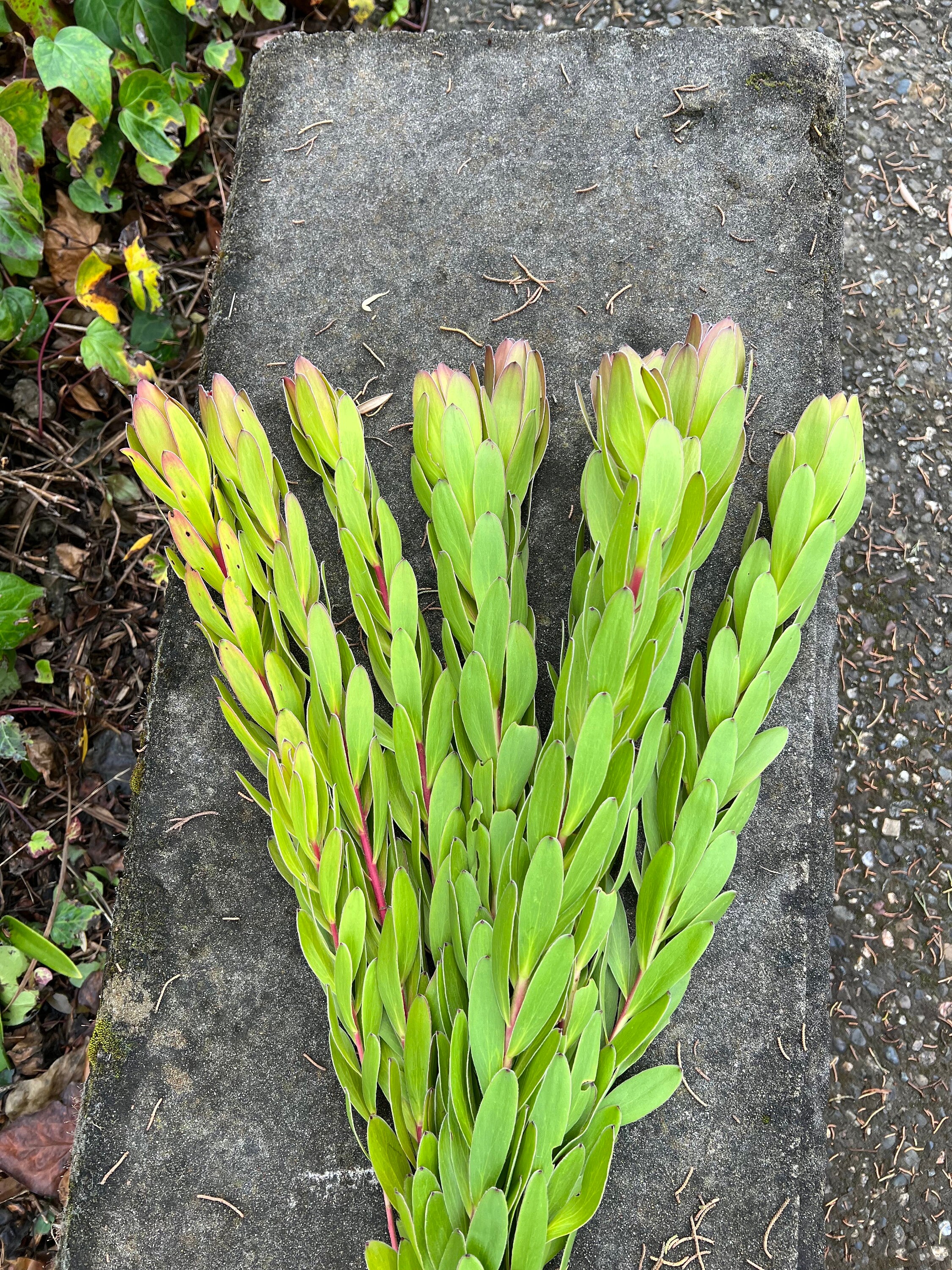 Fresh Leucadendron Bunch, "Winter Sunshine" - Thumbnail 4