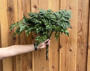 May include: A bunch of green ferns tied together with twine, held in a hand against a wood background.