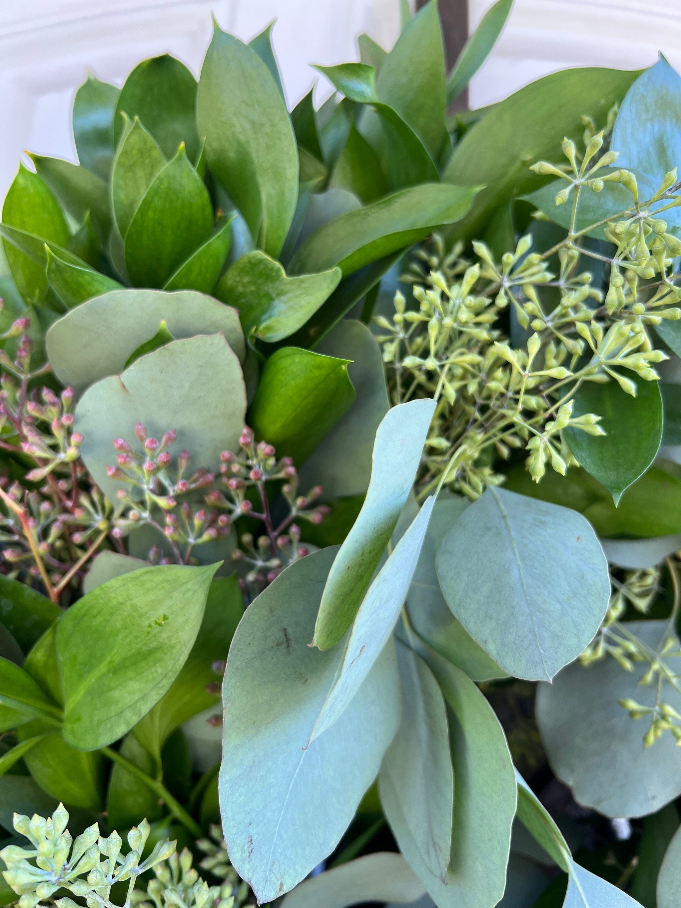 Fresh Wreath, Silver Dollar Eucalyptus  and Ruscus Greenery 20 in Wreath (available year round!) - Thumbnail 6