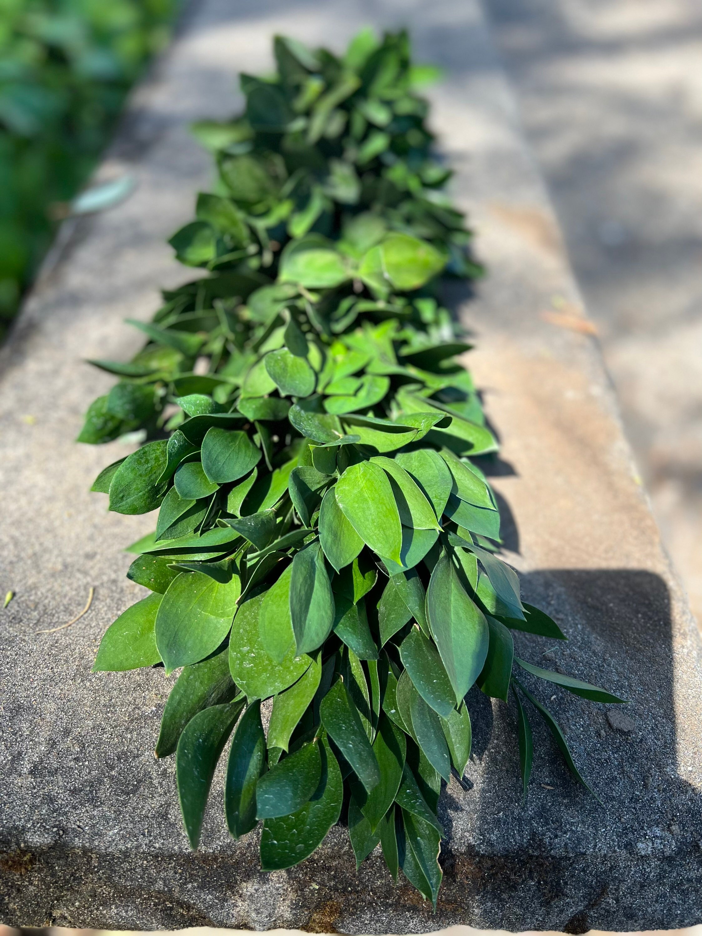 Fresh Handmade Ruscus Garland, Great for Weddings and Events!