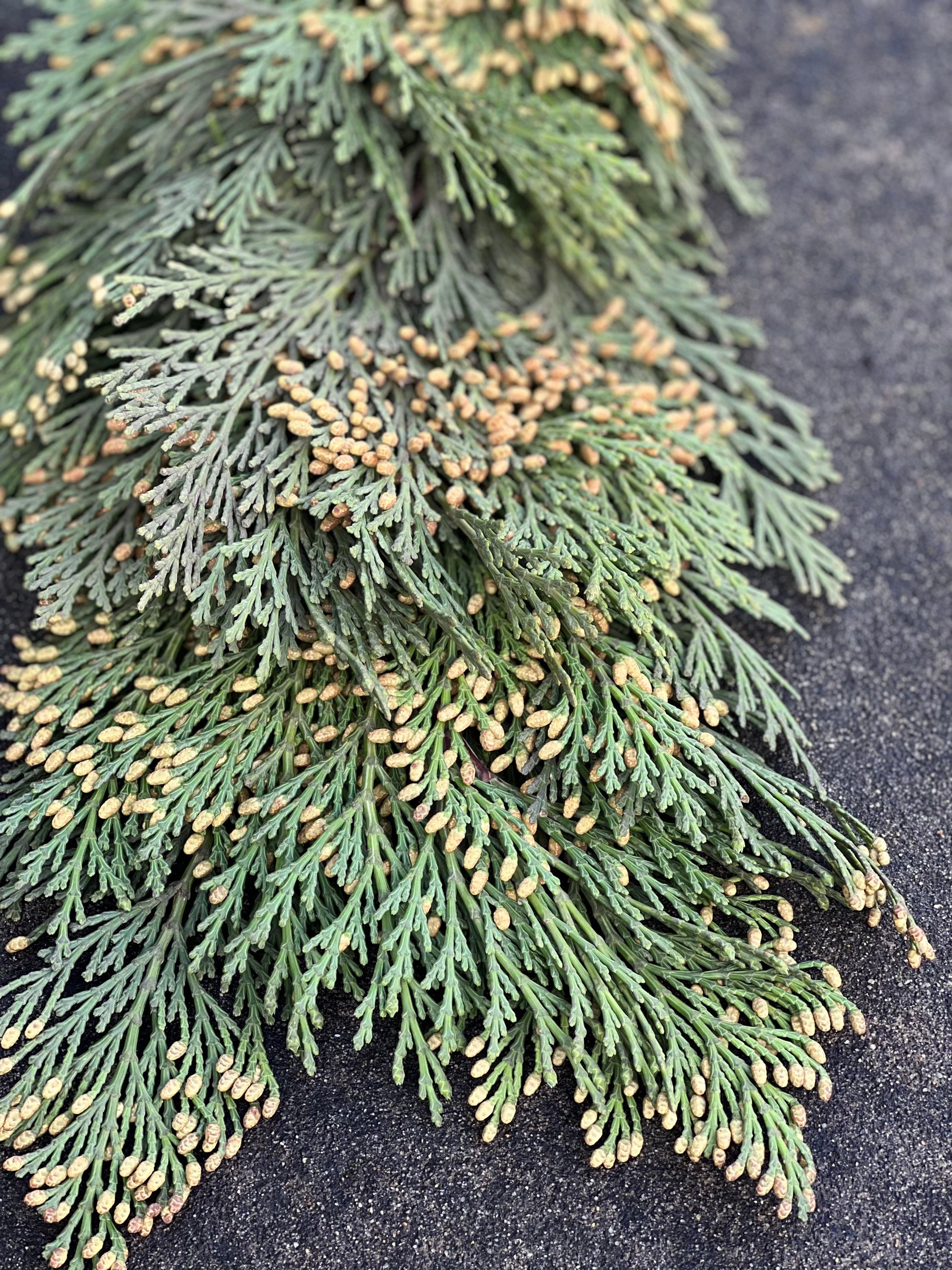 Fresh Christmas Cedar Winter Greens- Fresh Christmas Garland, Nov-Jan Only, Cedar, Redwood, Pine and more to choose from! - Thumbnail 7