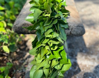 Fresh Bush Ivy Garland, Handmade with Fresh Greenery, Great for Weddings and Special Occasions!