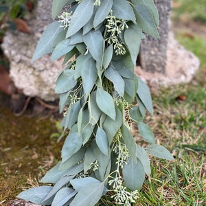 Fresh Seeded Eucalyptus Garland, Handmade with Fresh Greenery, Great for Weddings and Special Occasions image 4