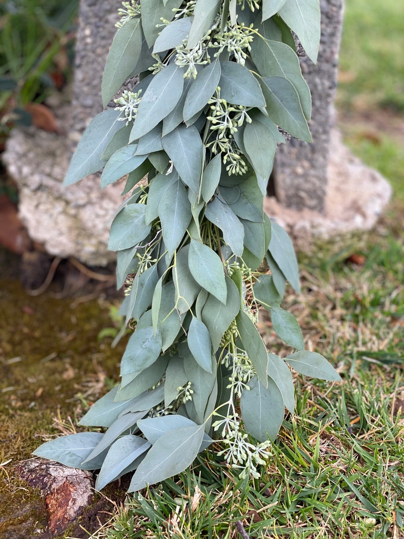 Fresh Seeded Eucalyptus Garland, Handmade with Fresh Greenery, Great for Weddings and Special Occasions image 4