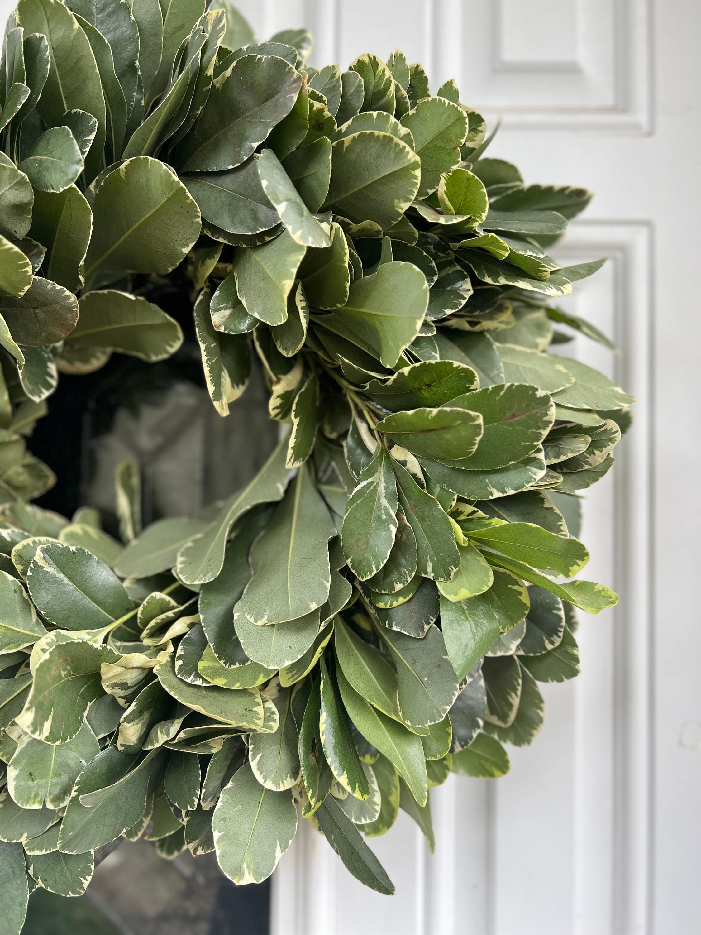 Fresh Variegated Pittosporum Wreath, Handmade with Fresh Greenery - Thumbnail 5