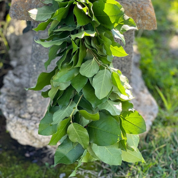 Fresh Handmade Lemon Leaf Greenery Garland