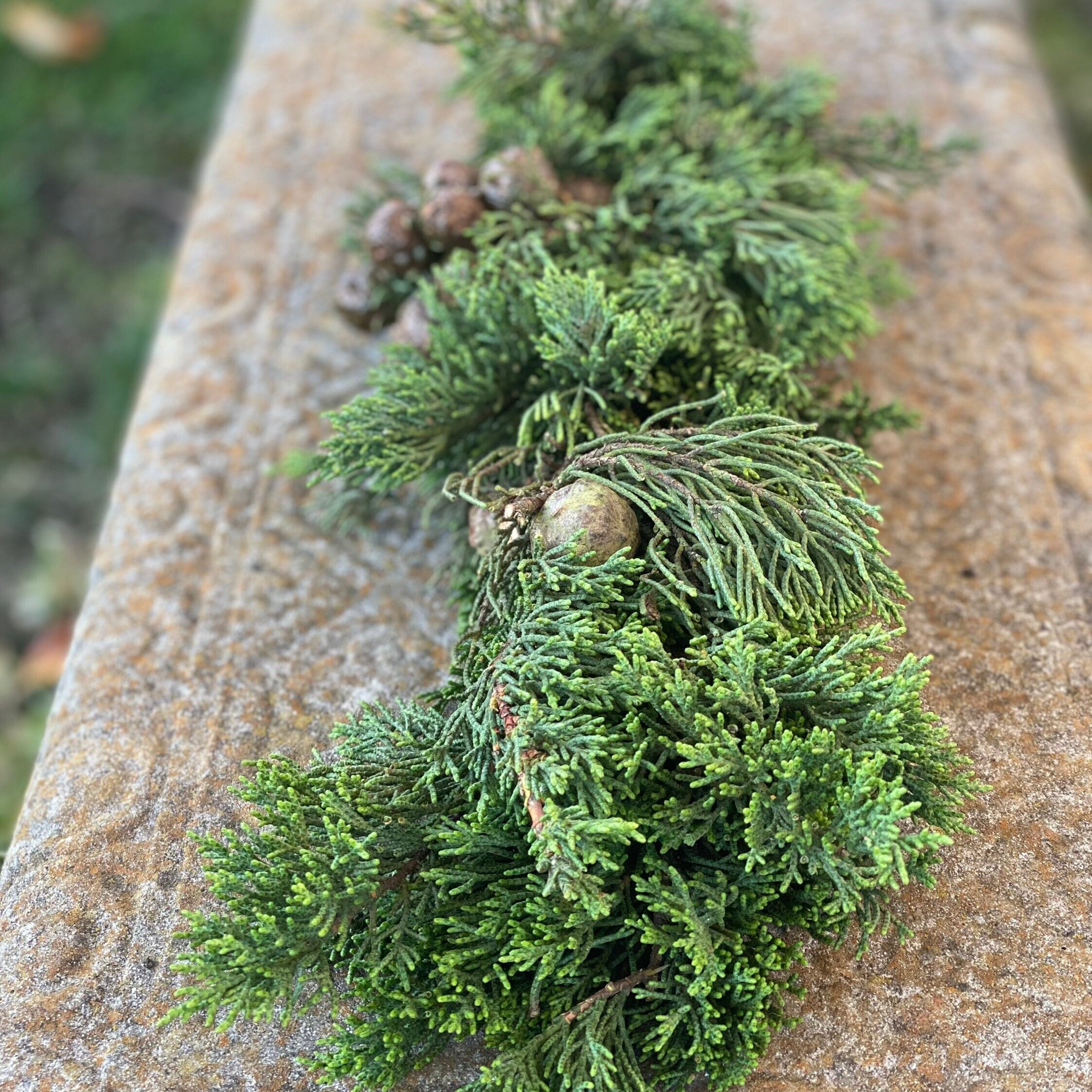 Fresh Christmas Winter Greens- Fresh Christmas Garland, Nov-Jan Only, Cedar, Redwood, Pine and more to choose from! - Thumbnail 6