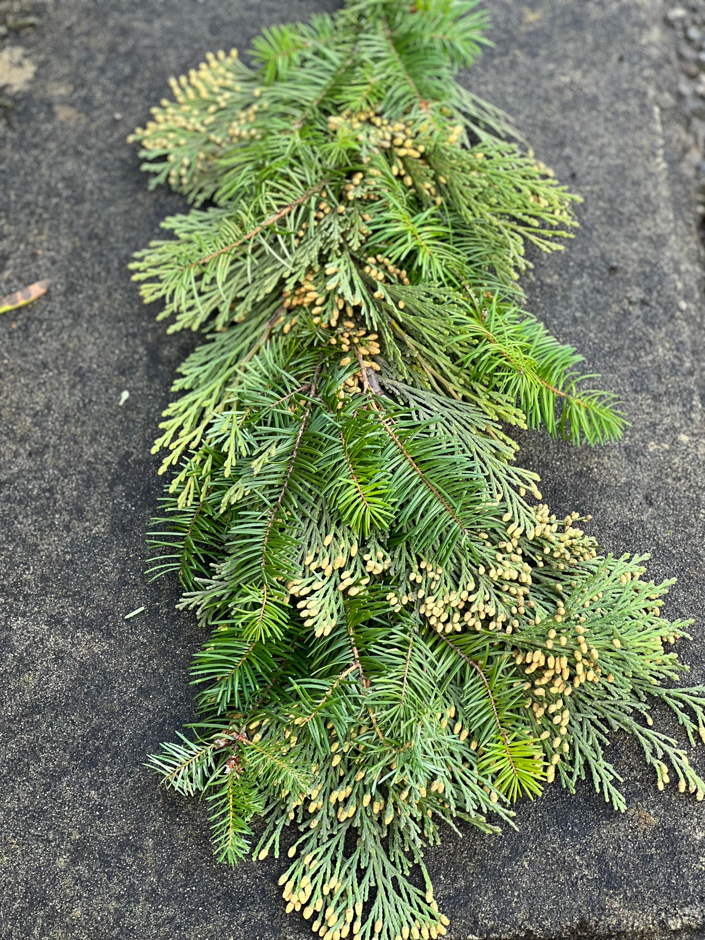 Fresh Handmade Cedar and Fir Winter Greens Christmas Holiday Garland, Nov-Jan only! - Thumbnail 4