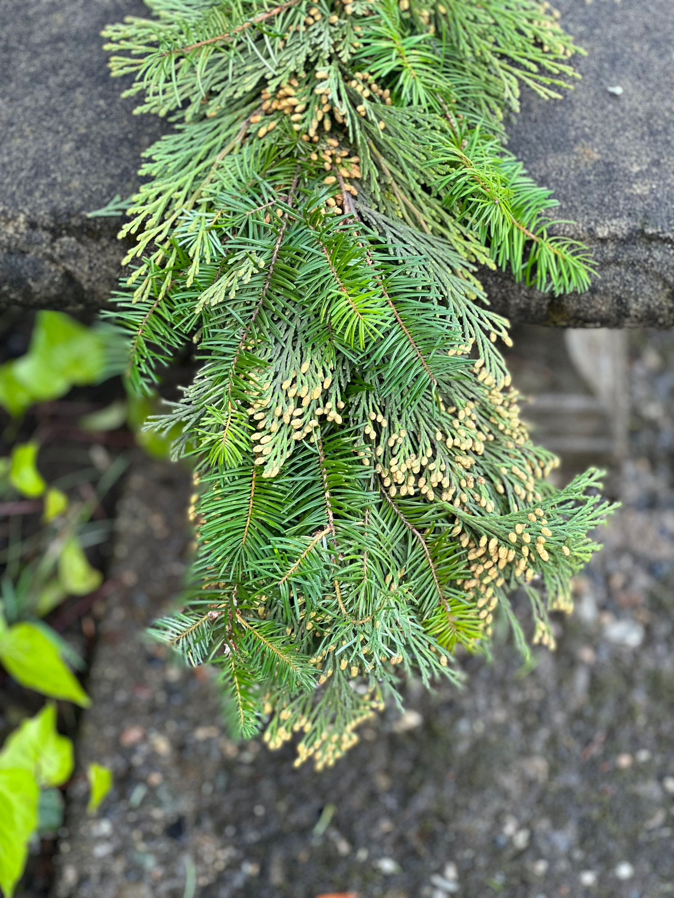 Fresh Handmade Cedar and Fir Winter Greens Christmas Holiday Garland, Nov-Jan only!