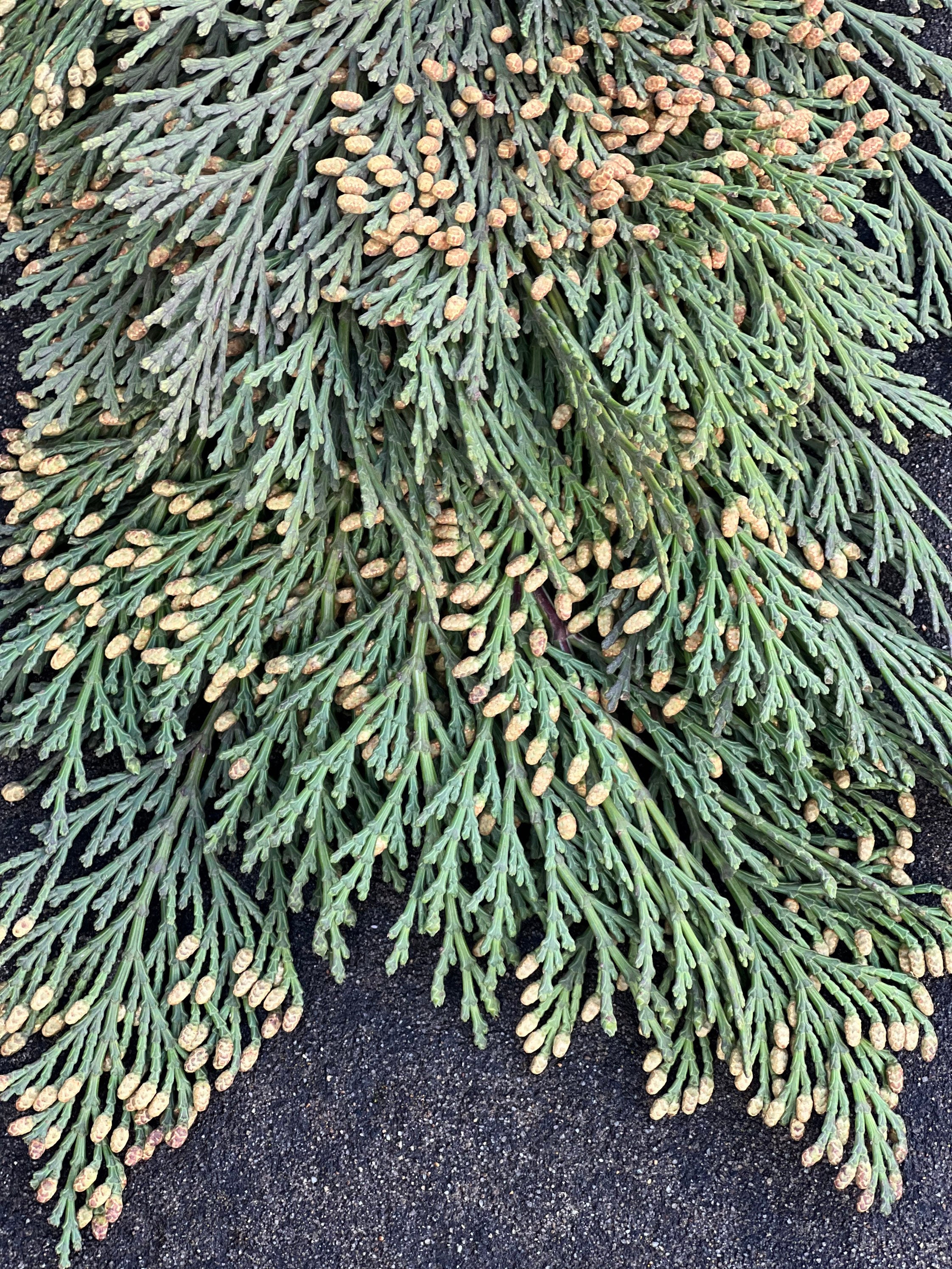 Fresh Christmas Cedar Winter Greens- Fresh Christmas Garland, Nov-Jan Only, Cedar, Redwood, Pine and more to choose from! - Thumbnail 6