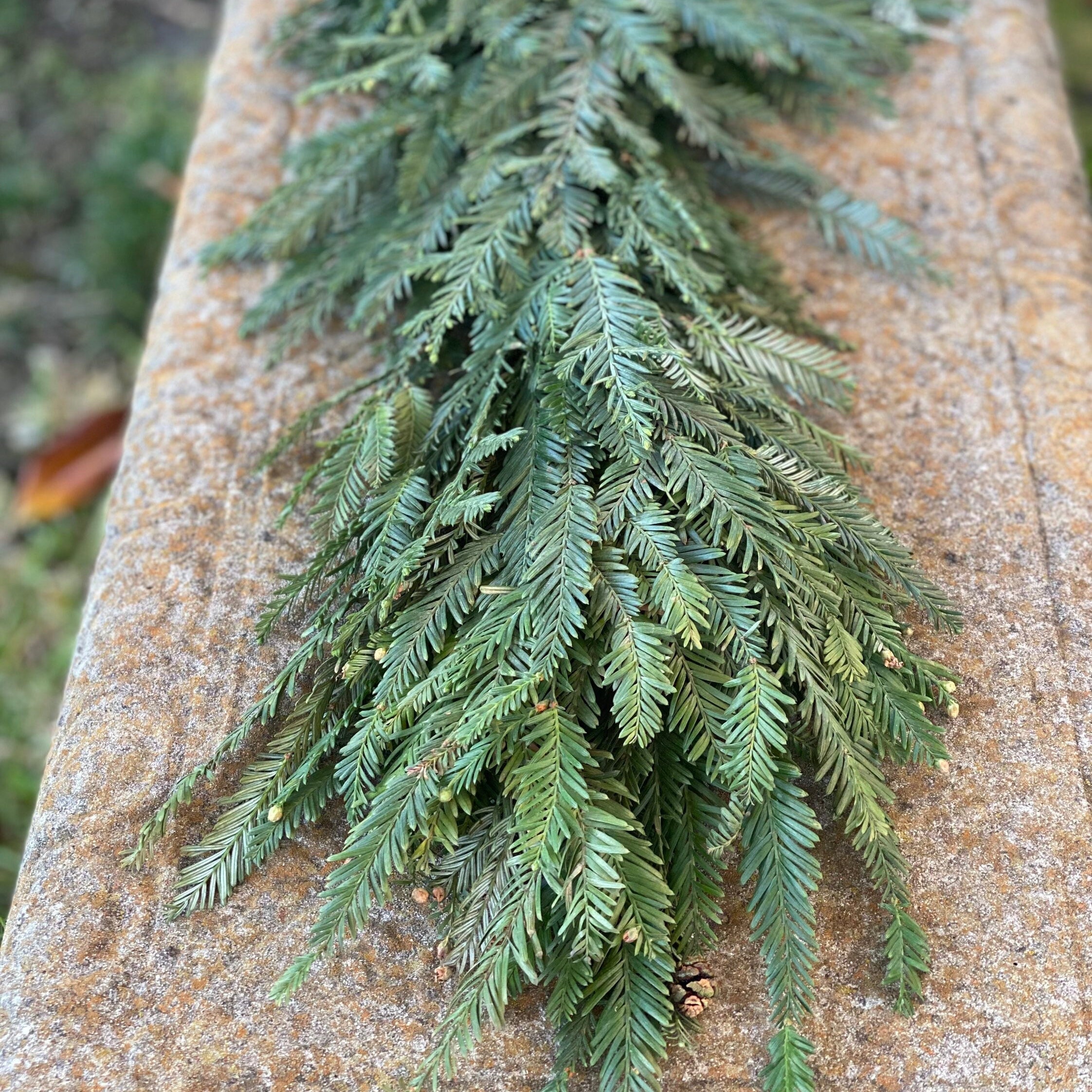 Fresh Christmas Winter Greens- Fresh Christmas Garland, Nov-Jan Only, Cedar, Redwood, Pine and more to choose from!