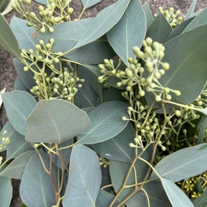 Eucalyptus Australiana Essential Oil