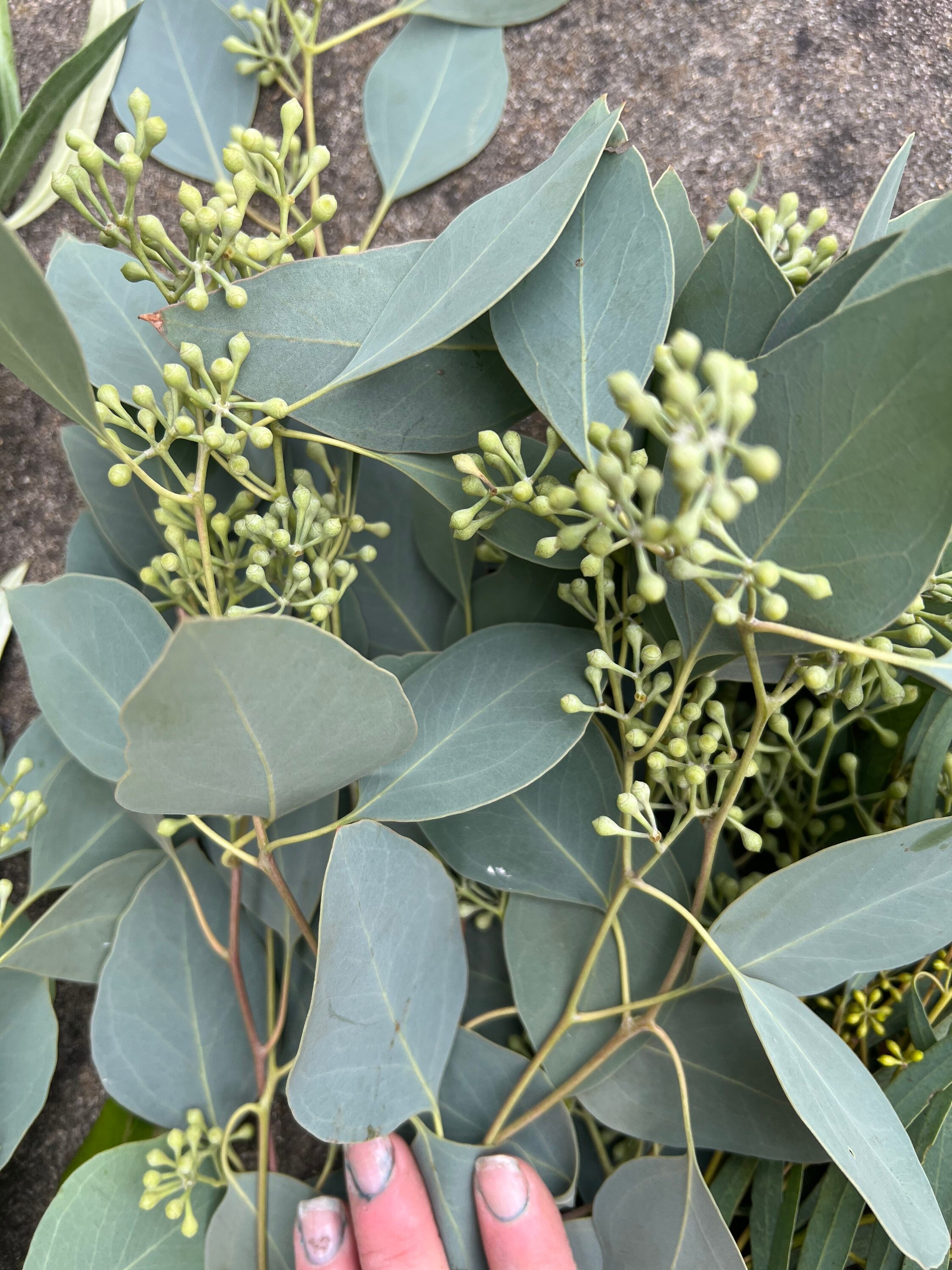 Fresh Assorted Eucalyptus and Greenery Sampler Bunch - Etsy