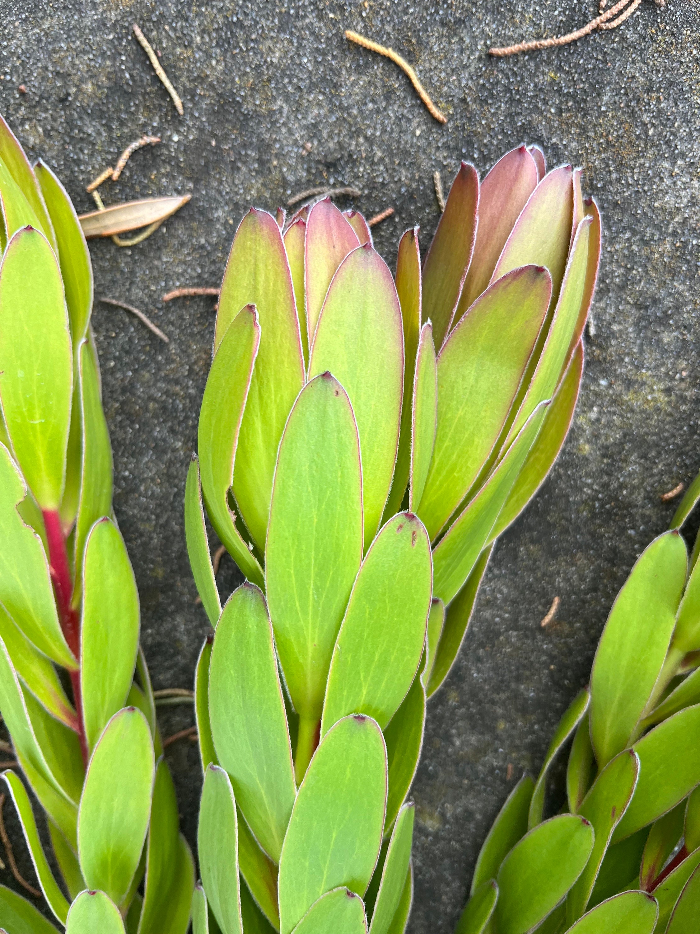 Fresh Leucadendron Bunch, "Winter Sunshine"