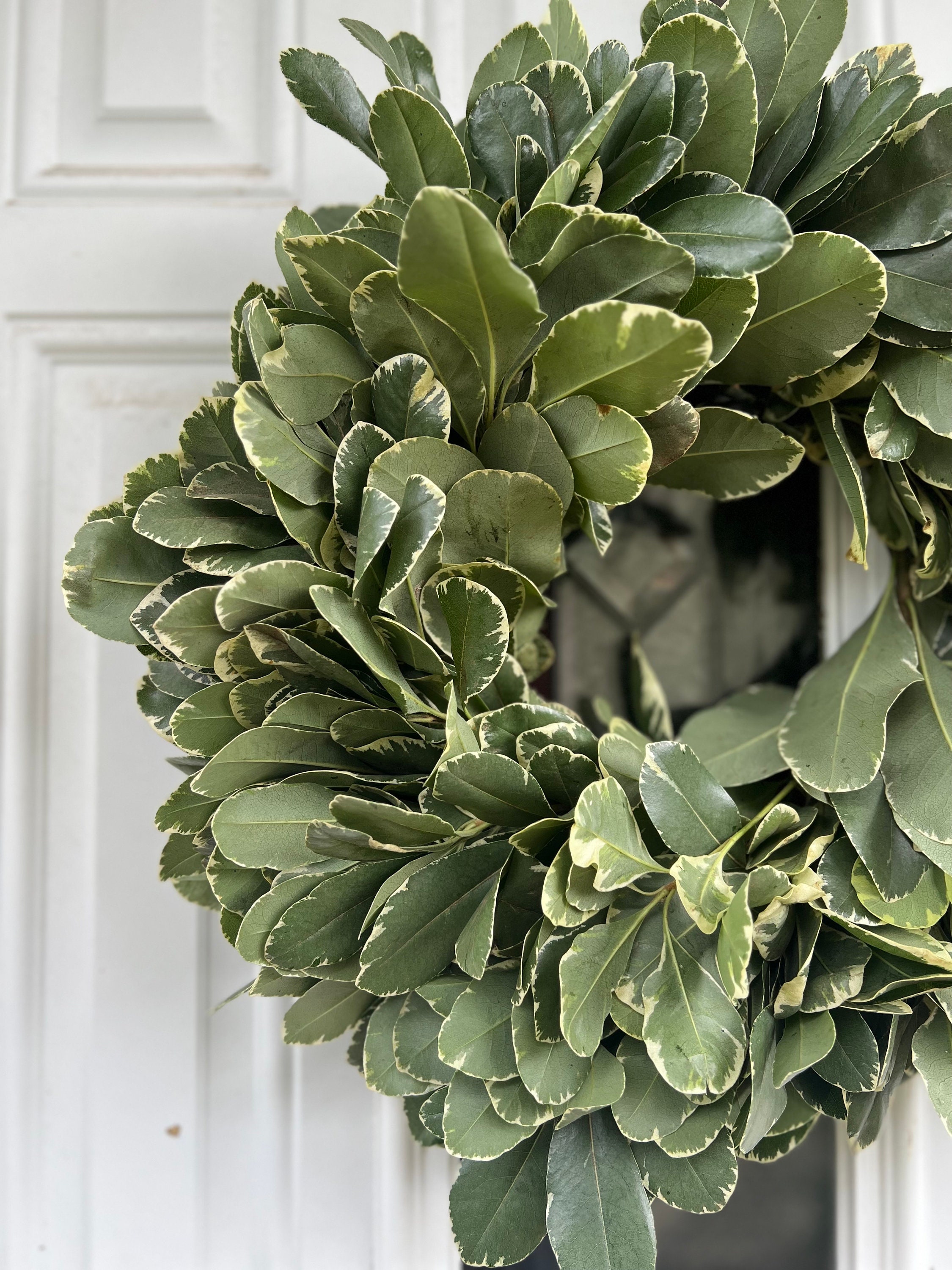 Fresh Variegated Pittosporum Wreath, Handmade with Fresh Greenery - Thumbnail 4