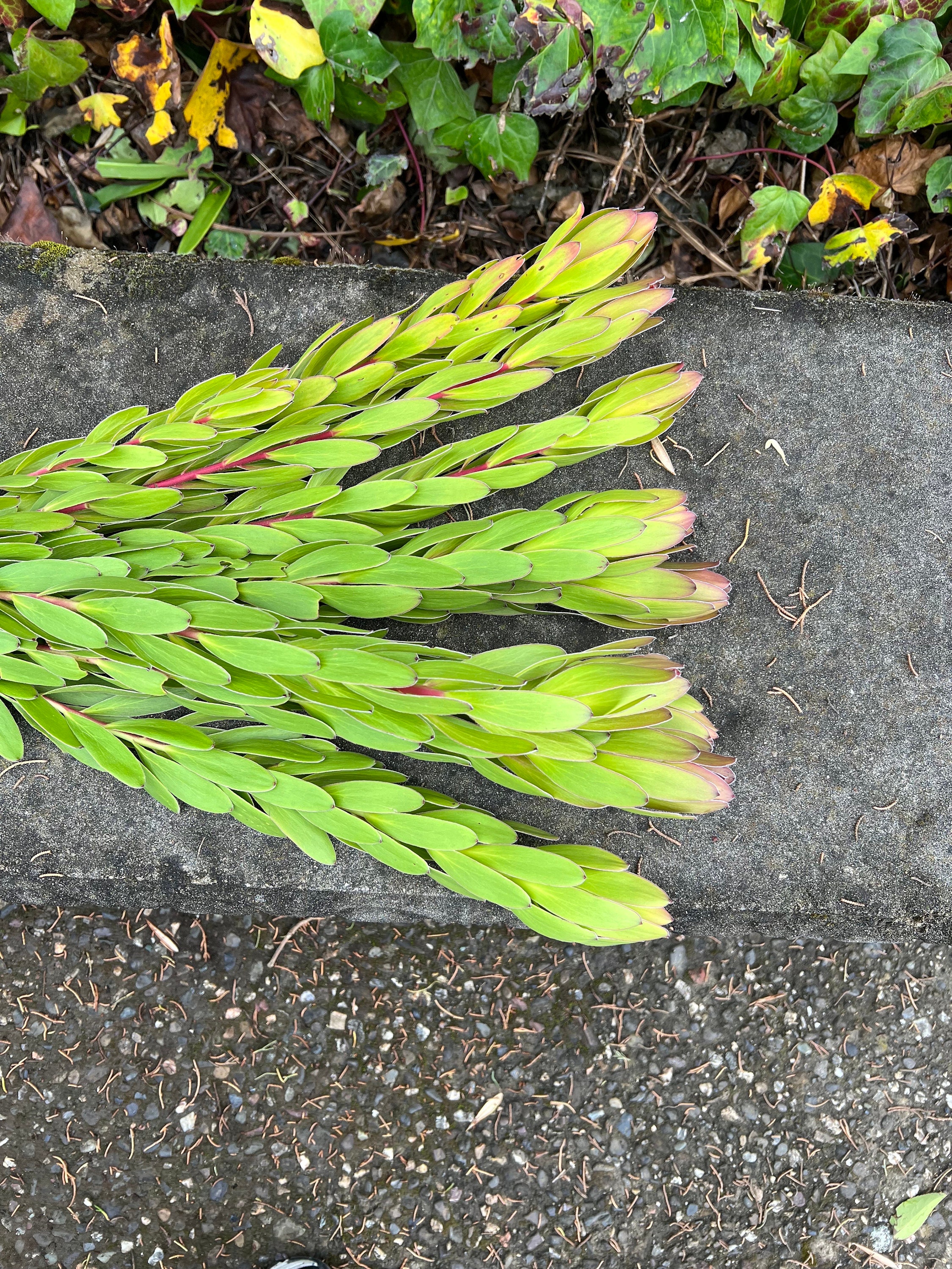 Fresh Leucadendron Bunch, "Winter Sunshine" - Thumbnail 3
