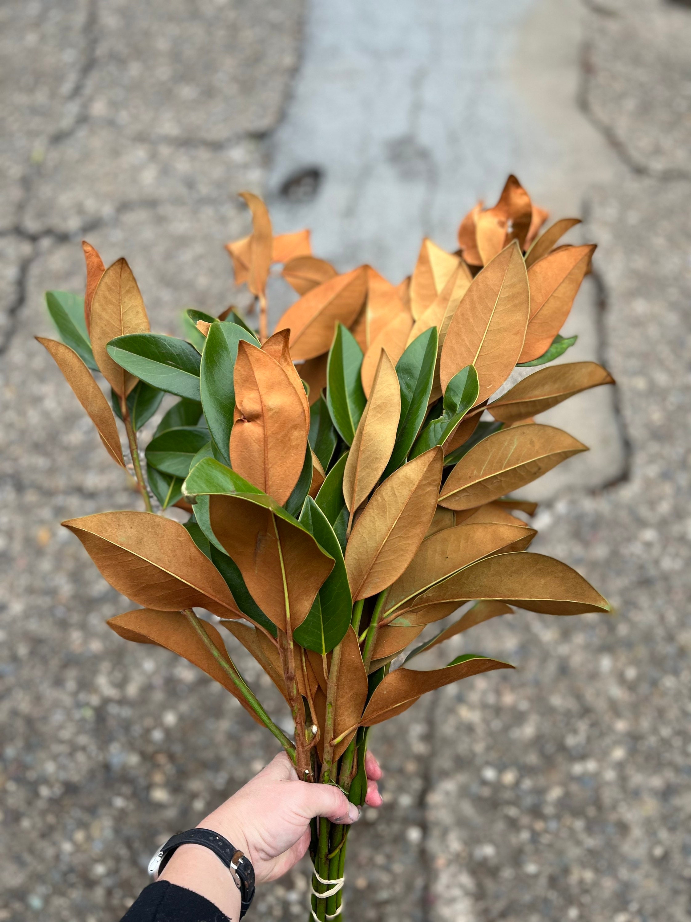 Fresh Magnolia Leaves Bunch - Thumbnail 5