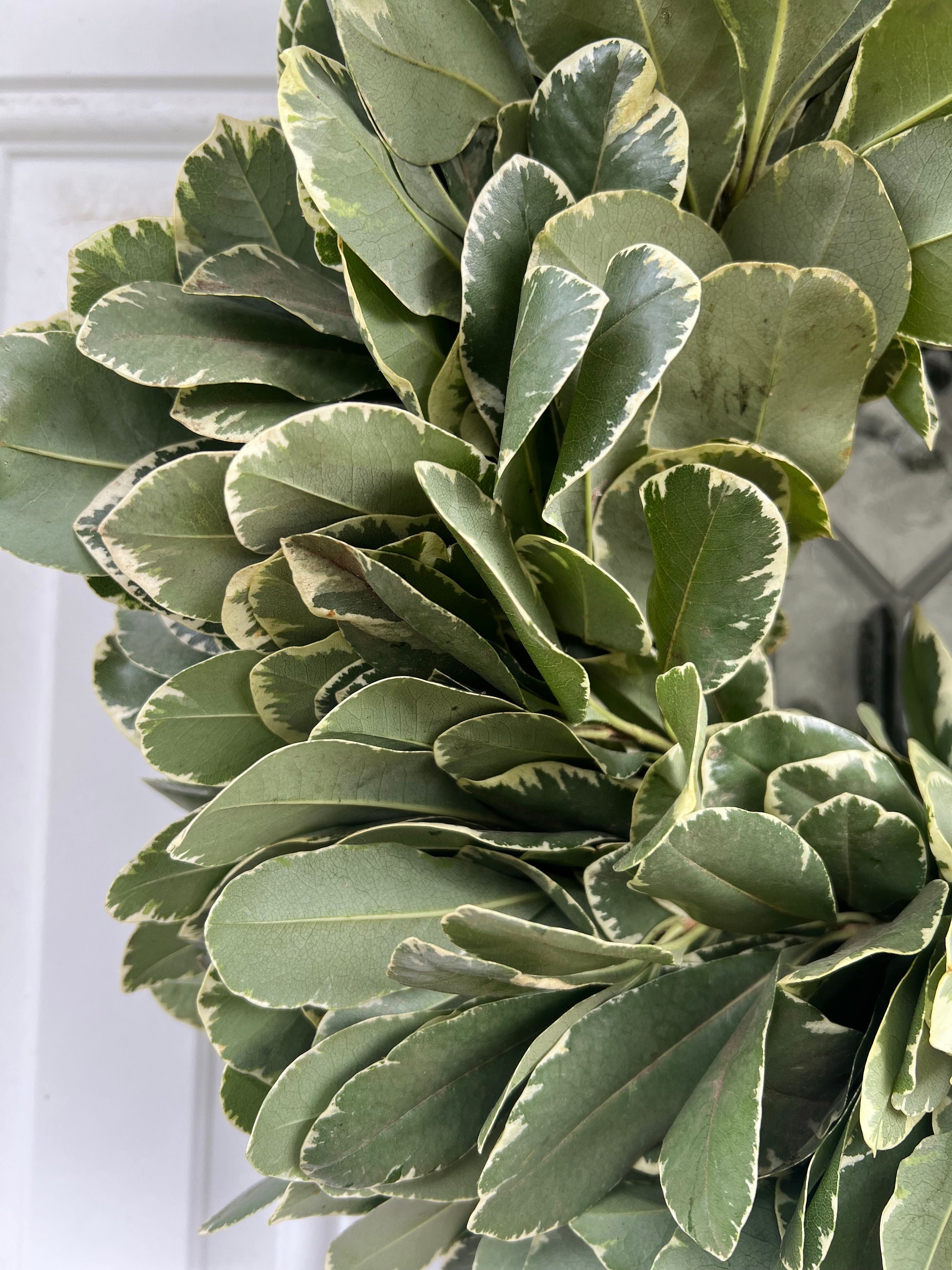Fresh Variegated Pittosporum Wreath, Handmade with Fresh Greenery - Thumbnail 6