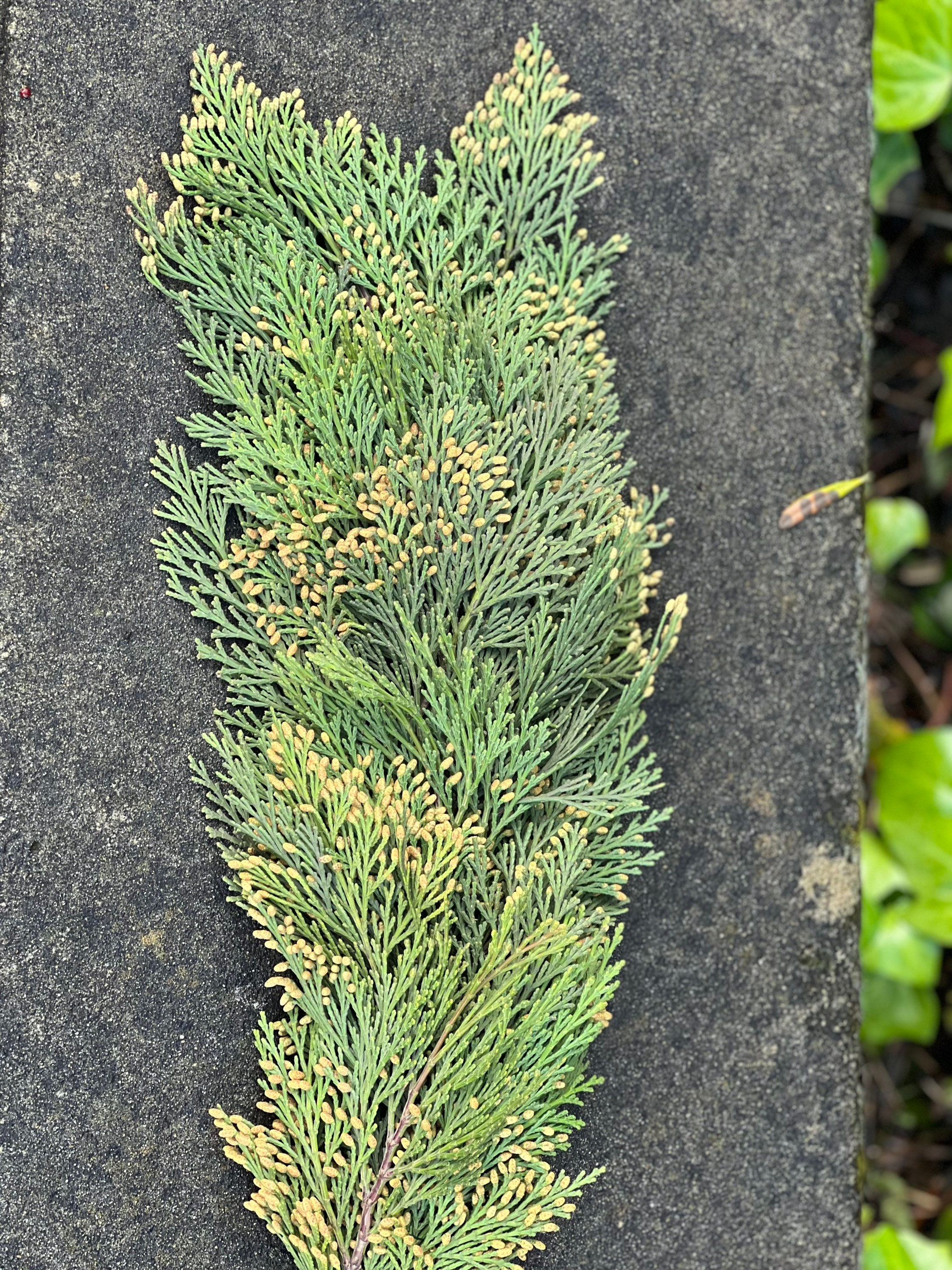 Fresh Christmas Cedar Winter Greens- Fresh Christmas Garland, Nov-Jan Only, Cedar, Redwood, Pine and more to choose from! - Thumbnail 5