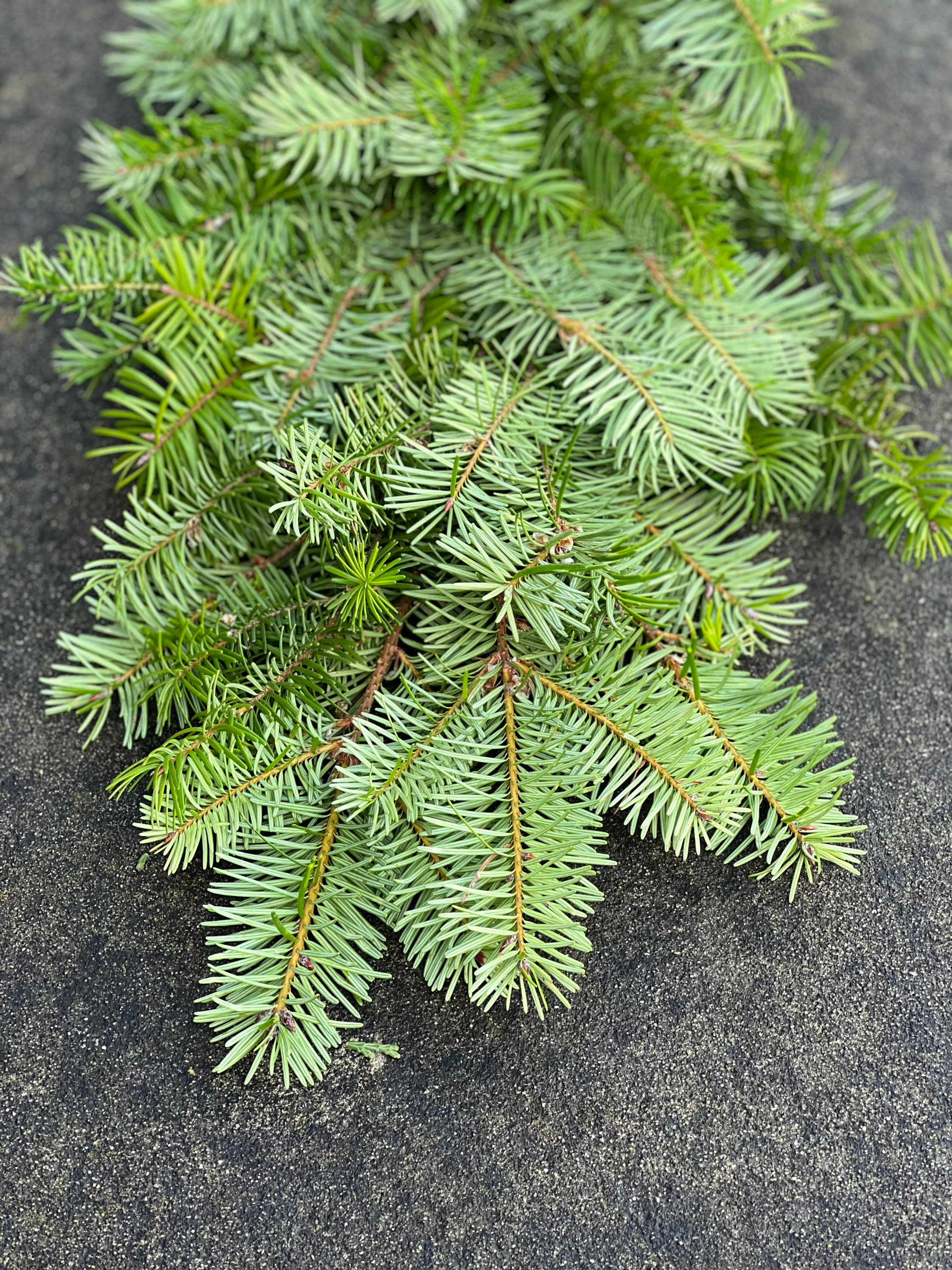 Fresh Christmas Fir Tree Winter Greens- Fresh Christmas Garland, Nov-Jan Only, Cedar, Redwood, Pine and more to choose from! - Thumbnail 6