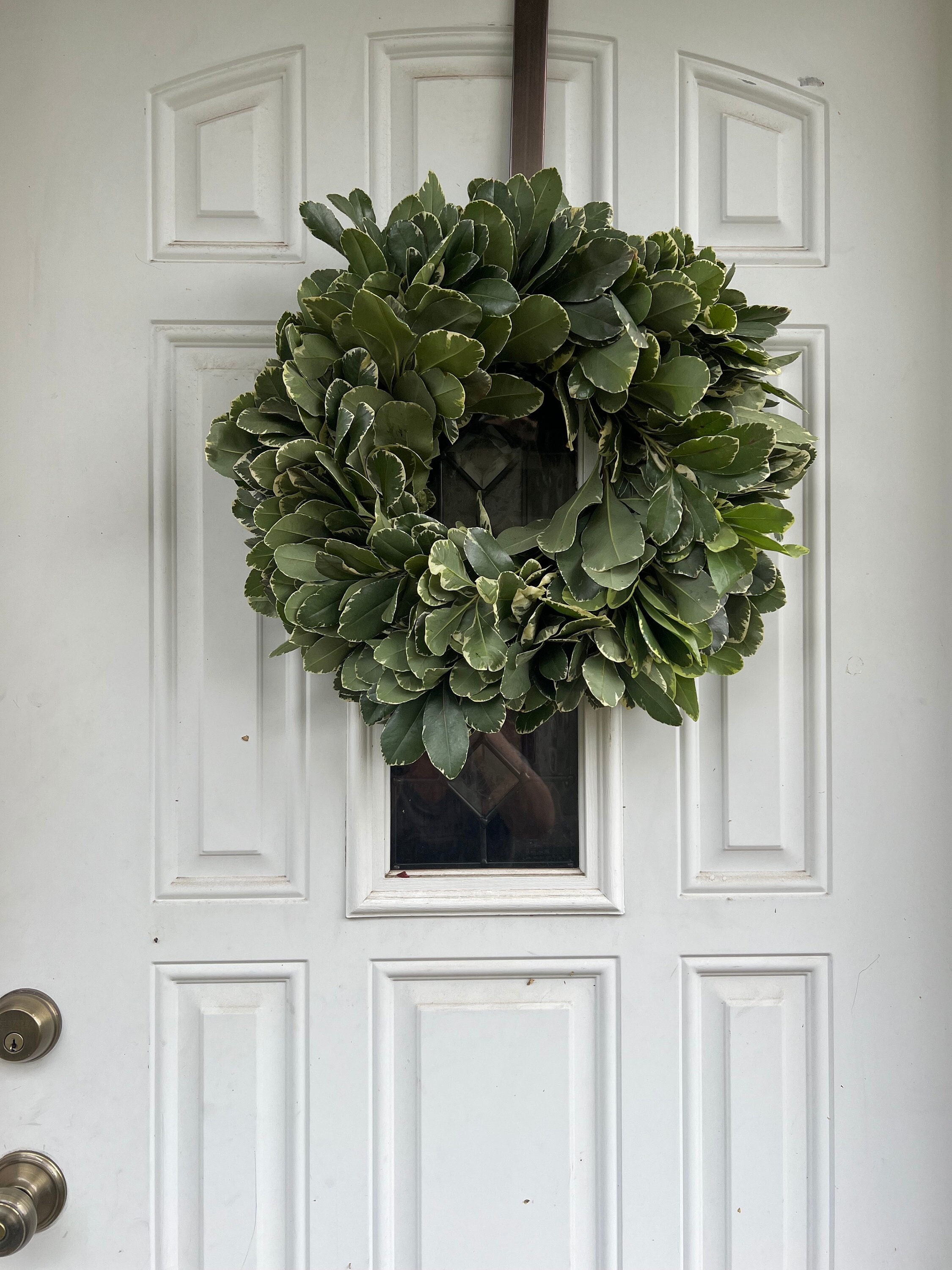 Fresh Variegated Pittosporum Wreath, Handmade with Fresh Greenery