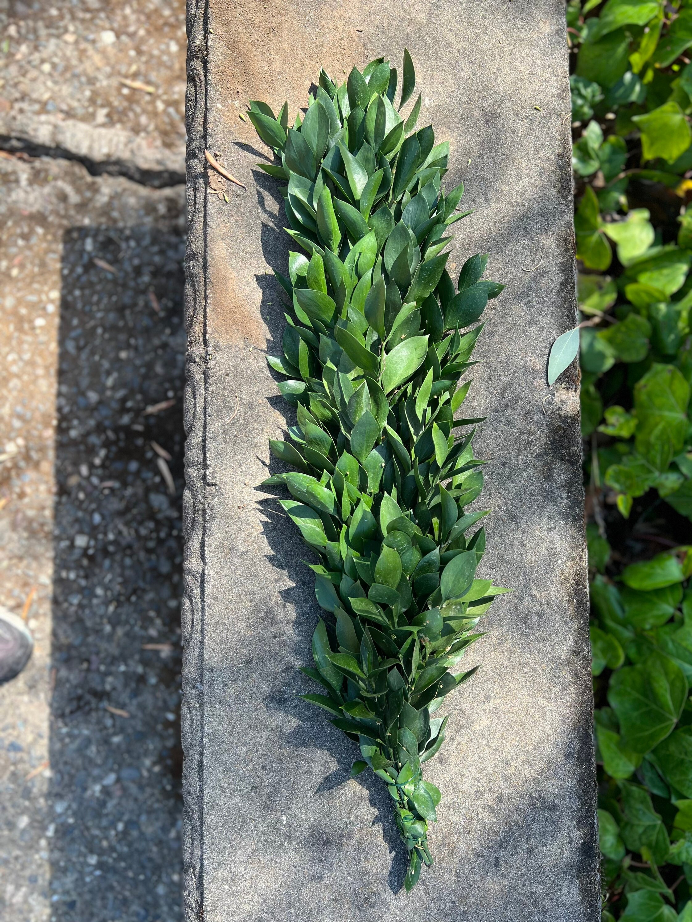 Fresh Handmade Ruscus Garland, Great for Weddings and Events! - Thumbnail 4