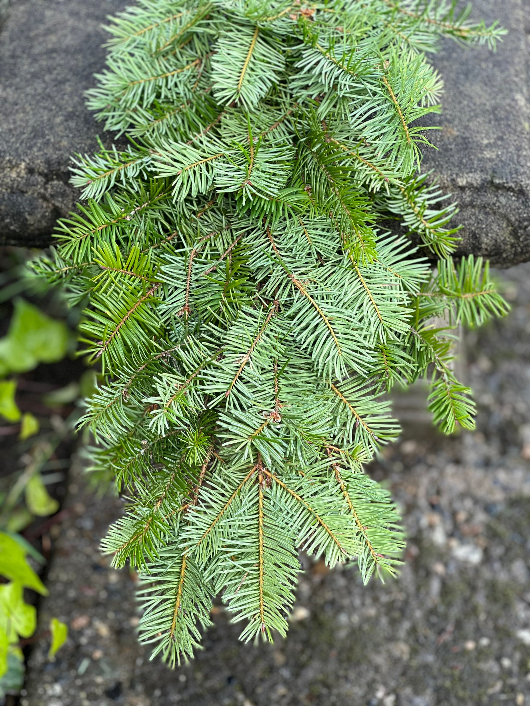 Fresh Christmas Fir Tree Winter Greens- Fresh Christmas Garland, Nov-Jan Only, Cedar, Redwood, Pine and more to choose from!