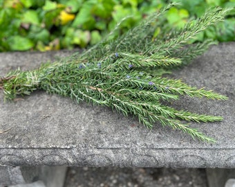 Fresh Rosemary Bunch