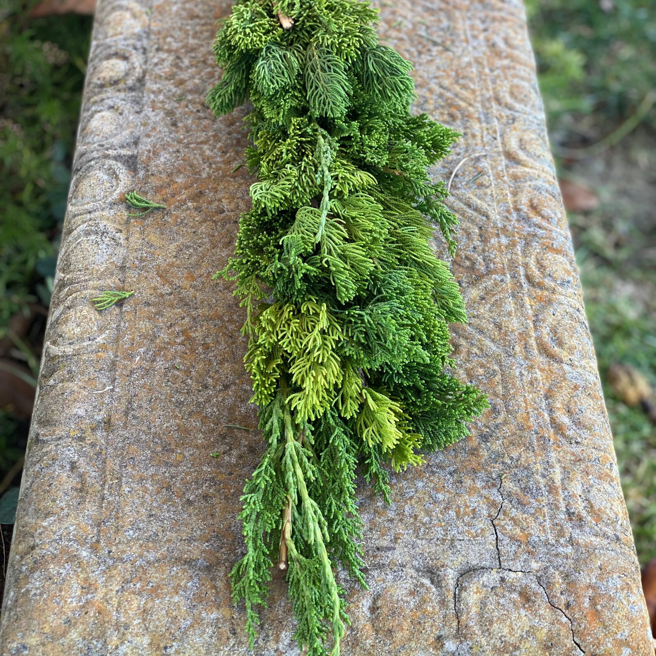 Fresh Christmas Winter Greens- Fresh Christmas Garland, Nov-Jan Only, Cedar, Redwood, Pine and more to choose from! - Thumbnail 4
