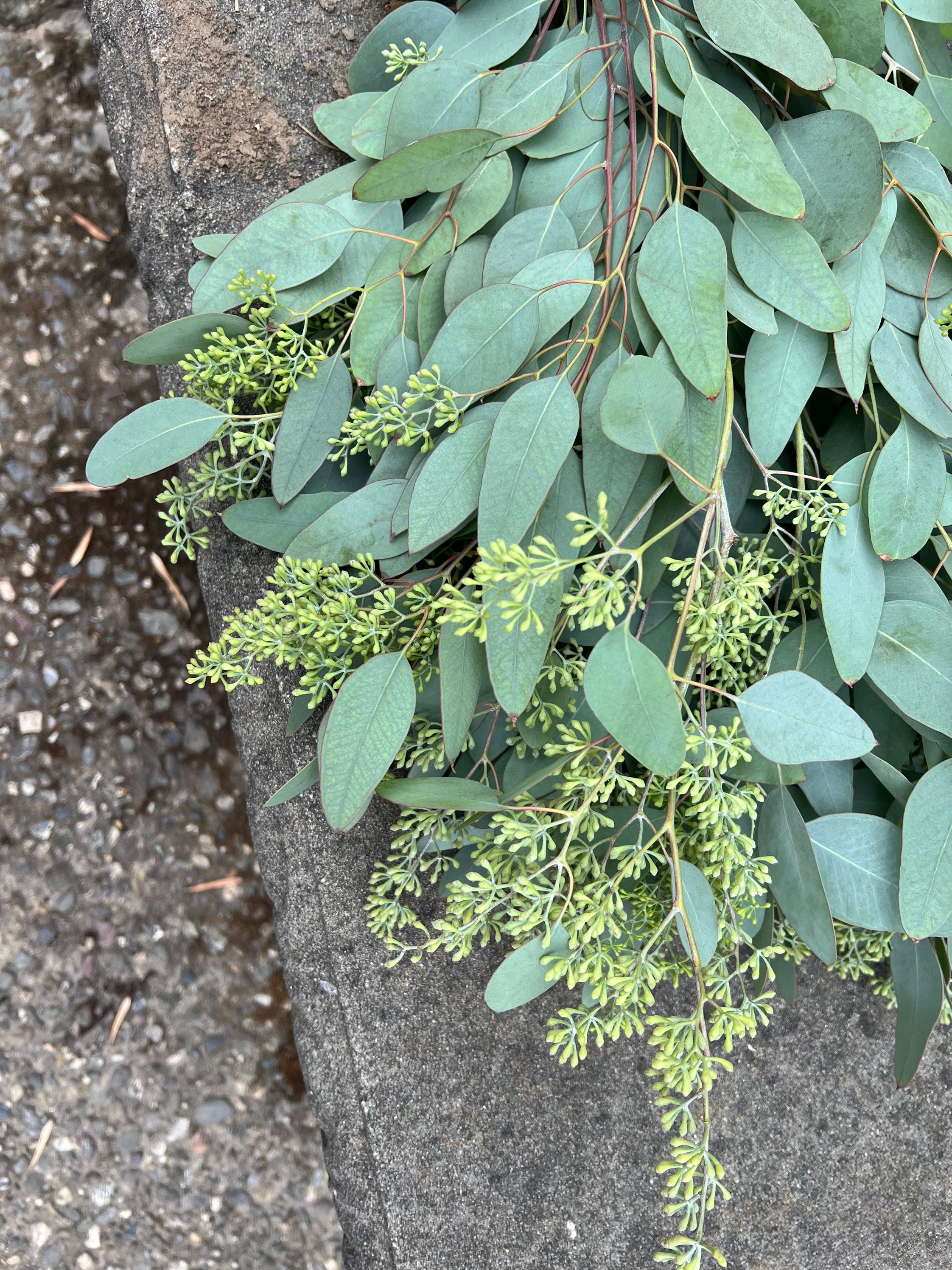 Fresh Seeded Eucalyptus Bunch Etsy