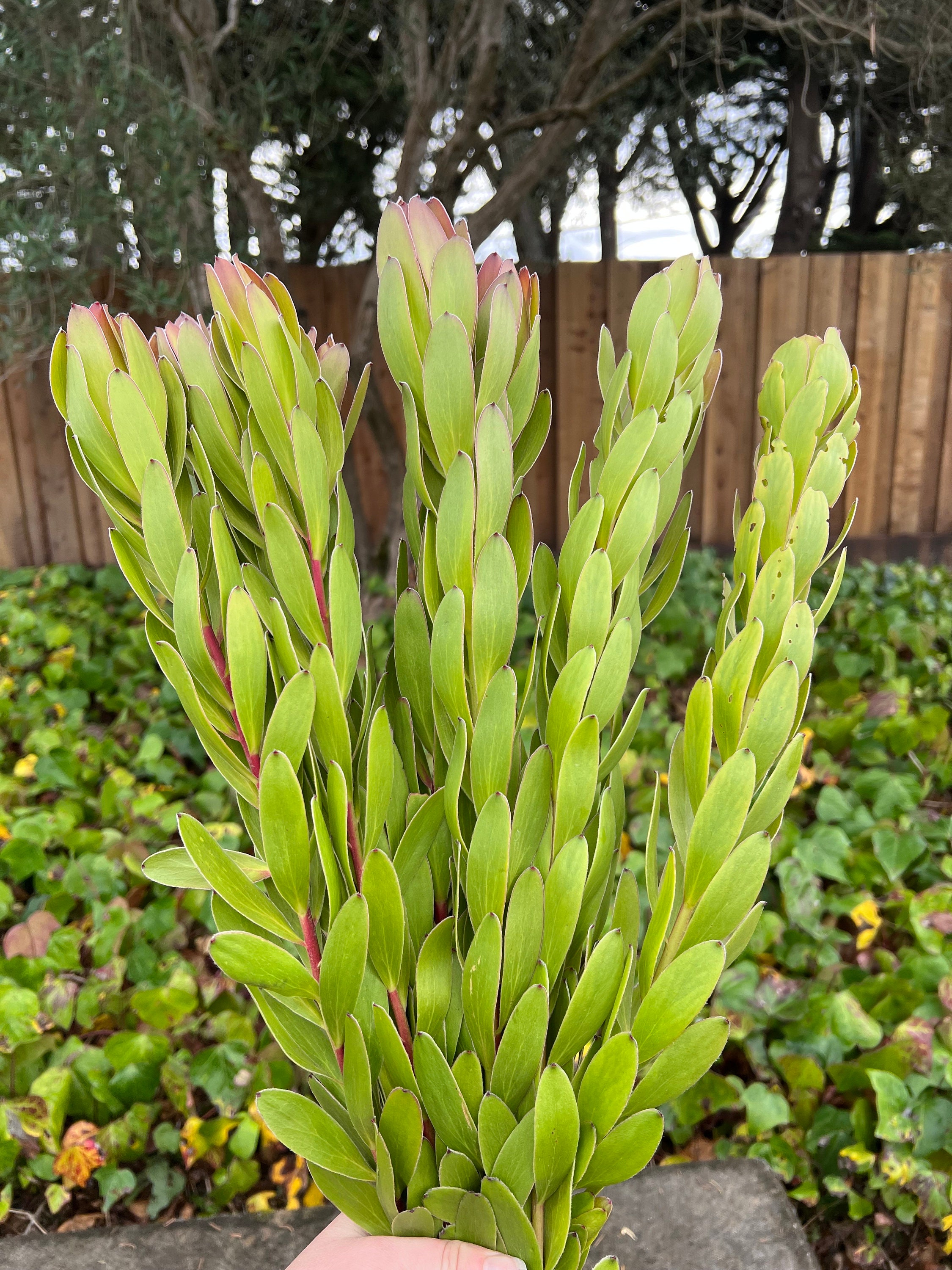 Fresh Leucadendron Bunch, "Winter Sunshine" - Thumbnail 2