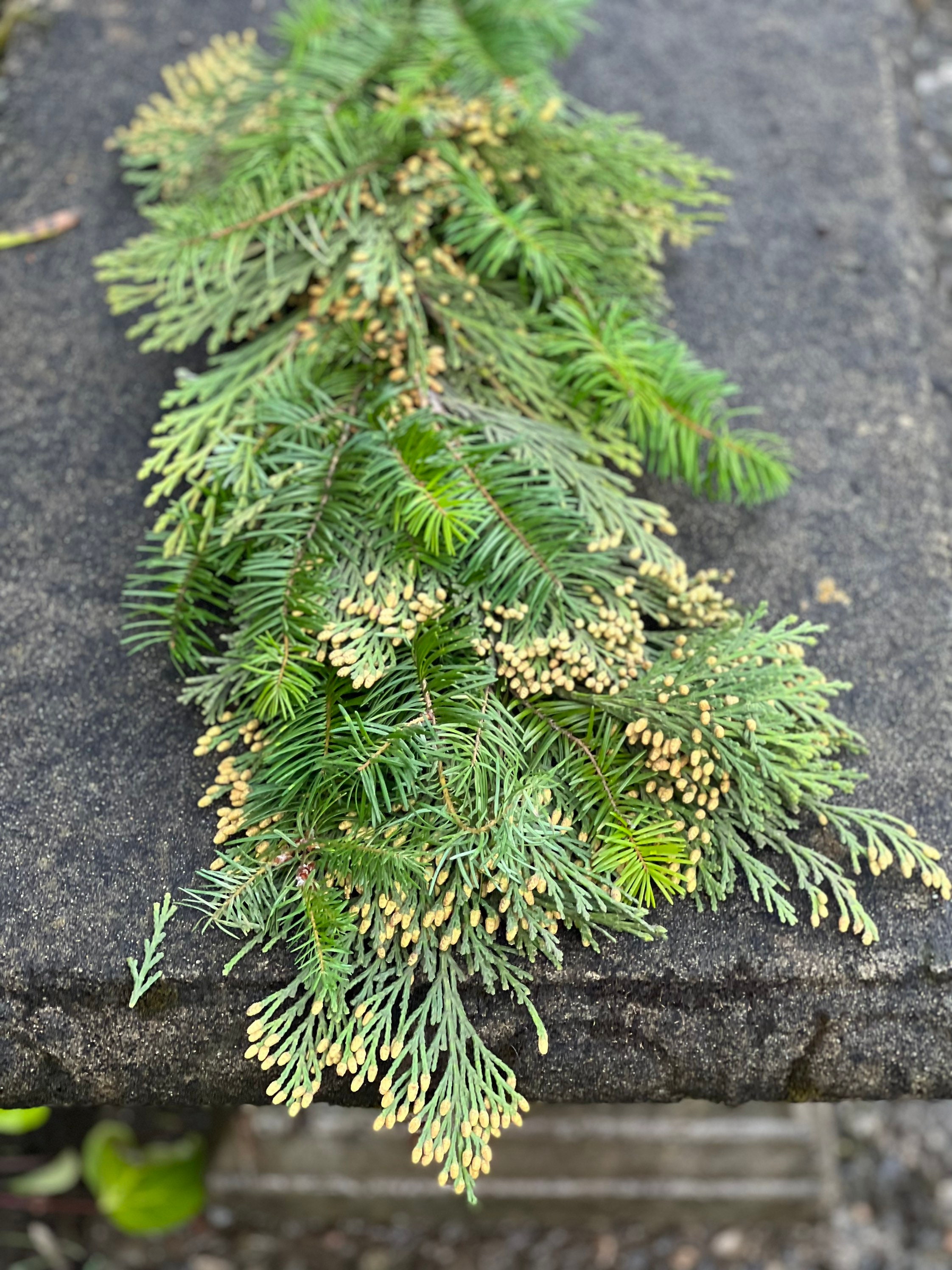 Fresh Handmade Cedar and Fir Winter Greens Christmas Holiday Garland, Nov-Jan only! - Thumbnail 2