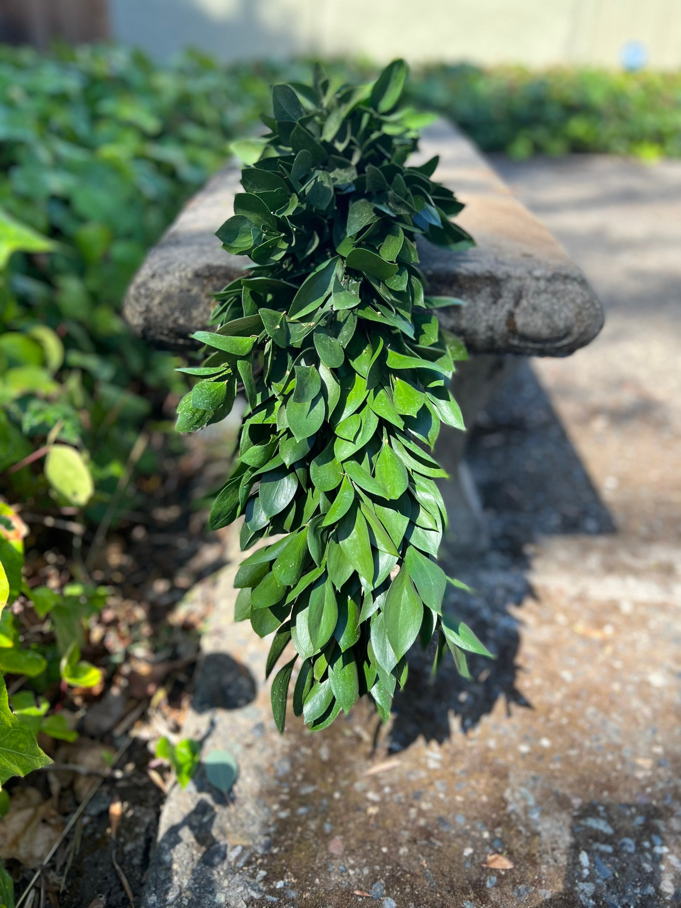 Fresh Handmade Ruscus Garland, Great for Weddings and Events! - Thumbnail 2