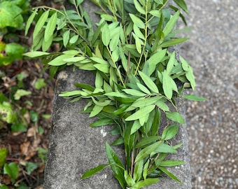 Fresh Fragrant Bay Leaf Bunch