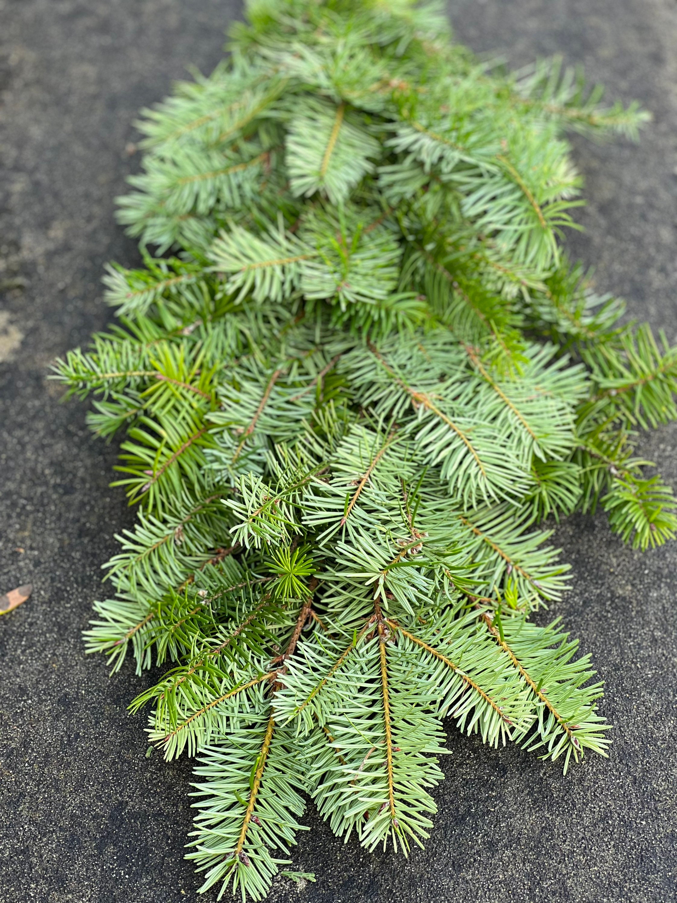 Fresh Christmas Fir Tree Winter Greens- Fresh Christmas Garland, Nov-Jan Only, Cedar, Redwood, Pine and more to choose from! - Thumbnail 4