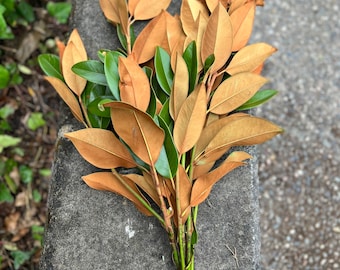 May include: A bunch of brown and green leaves tied together with a rubber band.