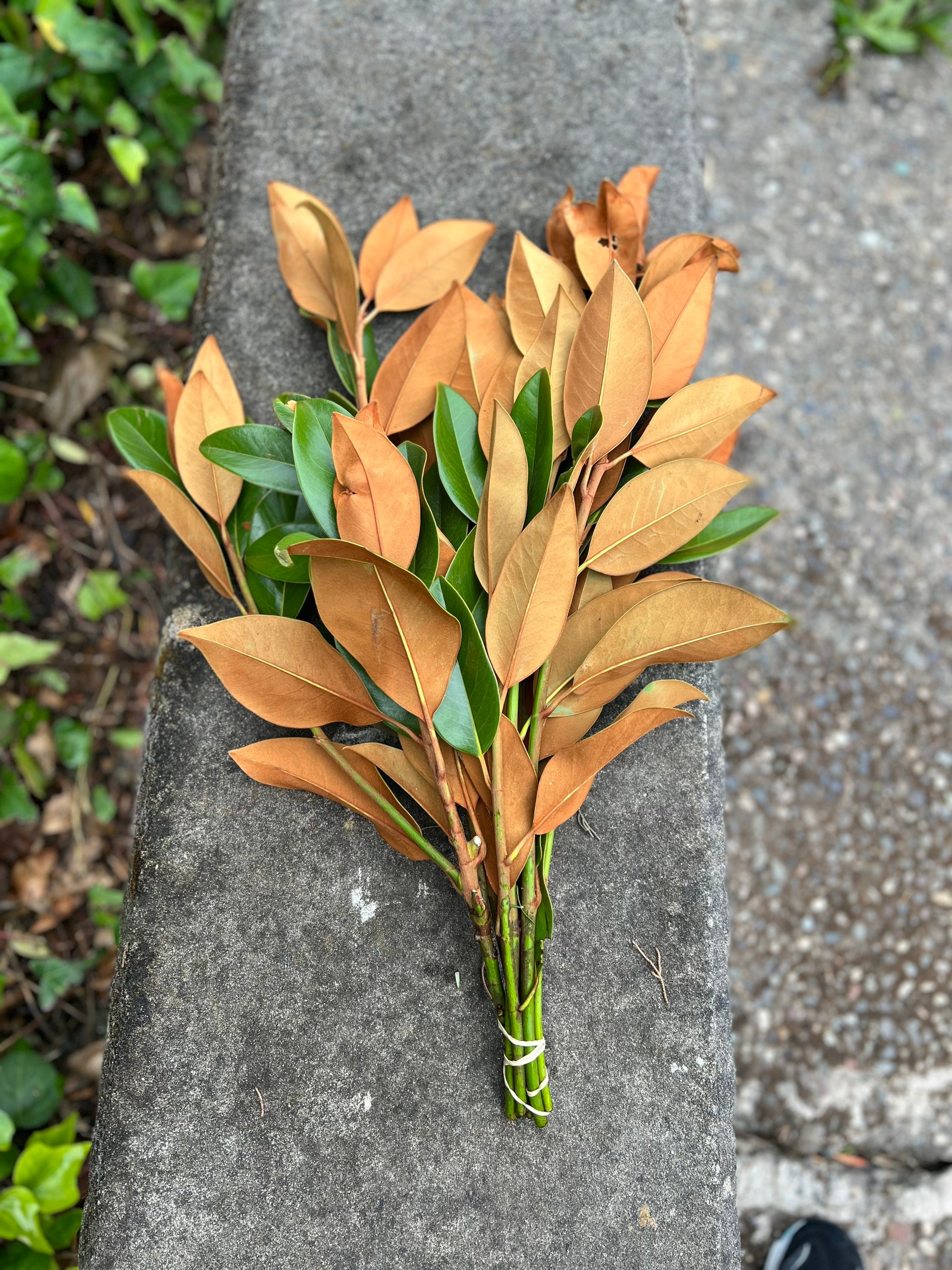 Fresh Magnolia Leaves Bunch