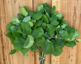 Fresh Lemon Leaf Bunch