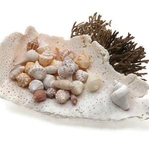 12 Tiny Authentic Florida Seashells For Crafting And Decorating