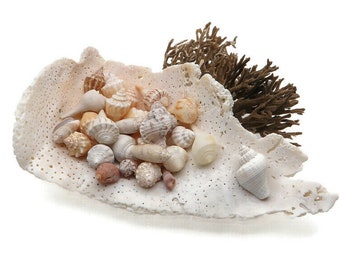 12 Tiny Authentic Florida Seashells For Crafting And Decorating