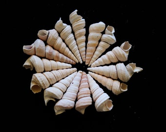 15 Horn Seashells - Tiny Shells 1-1.25 inch