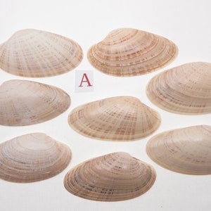 8 Small Sunray Venus Seashells 3.25-4 Inches Clam Shells Macrocallista Nimbosa image 2