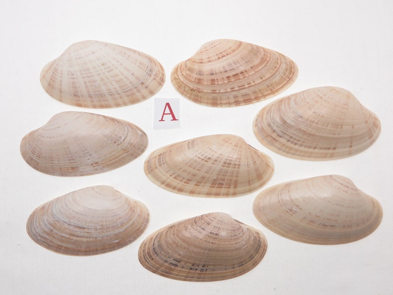 8 Small Sunray Venus Seashells 3.25-4 Inches Clam Shells Macrocallista Nimbosa image 2