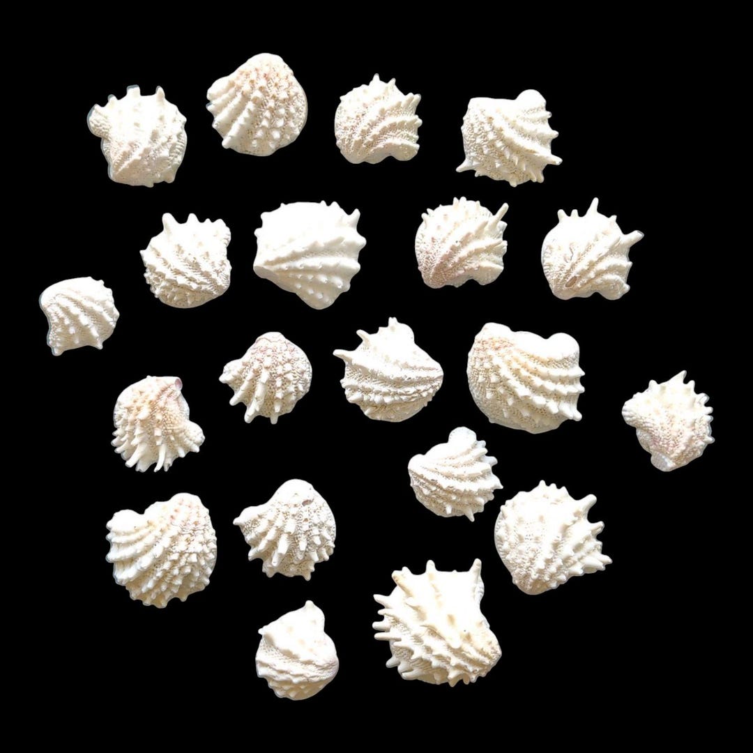 Seashell Rondells 20 Spiny Jewel Box Seashells for Crafts and Decor - 0.5-1 Inch ...