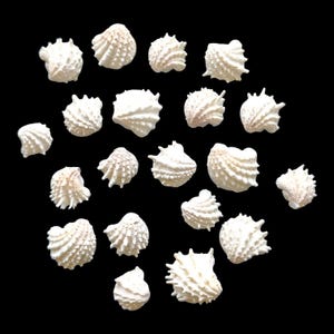 May include: A collection of small, white seashells with textured surfaces and various shapes, scattered against a black background. The shells have intricate details and a natural, organic appearance, perfect for coastal decor or craft projects.