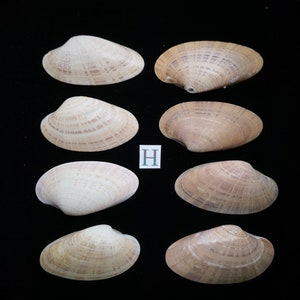 8 Small Sunray Venus Seashells 3.25-4 Inches Clam Shells Macrocallista Nimbosa image 9