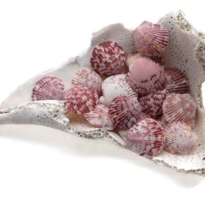 30 Atlantic Scallop Seashells - 1-1.25 Inches Sea Shells For Crafts