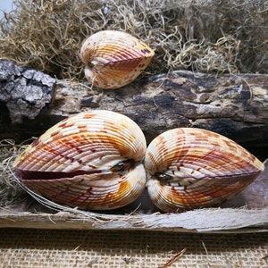 Atlantic Glant Cockle. Ocean Shells. Beach Shells. Decor for Marine  Aquariums, Interiors, Shell Showcases, Shells for Home, Large Shells. 